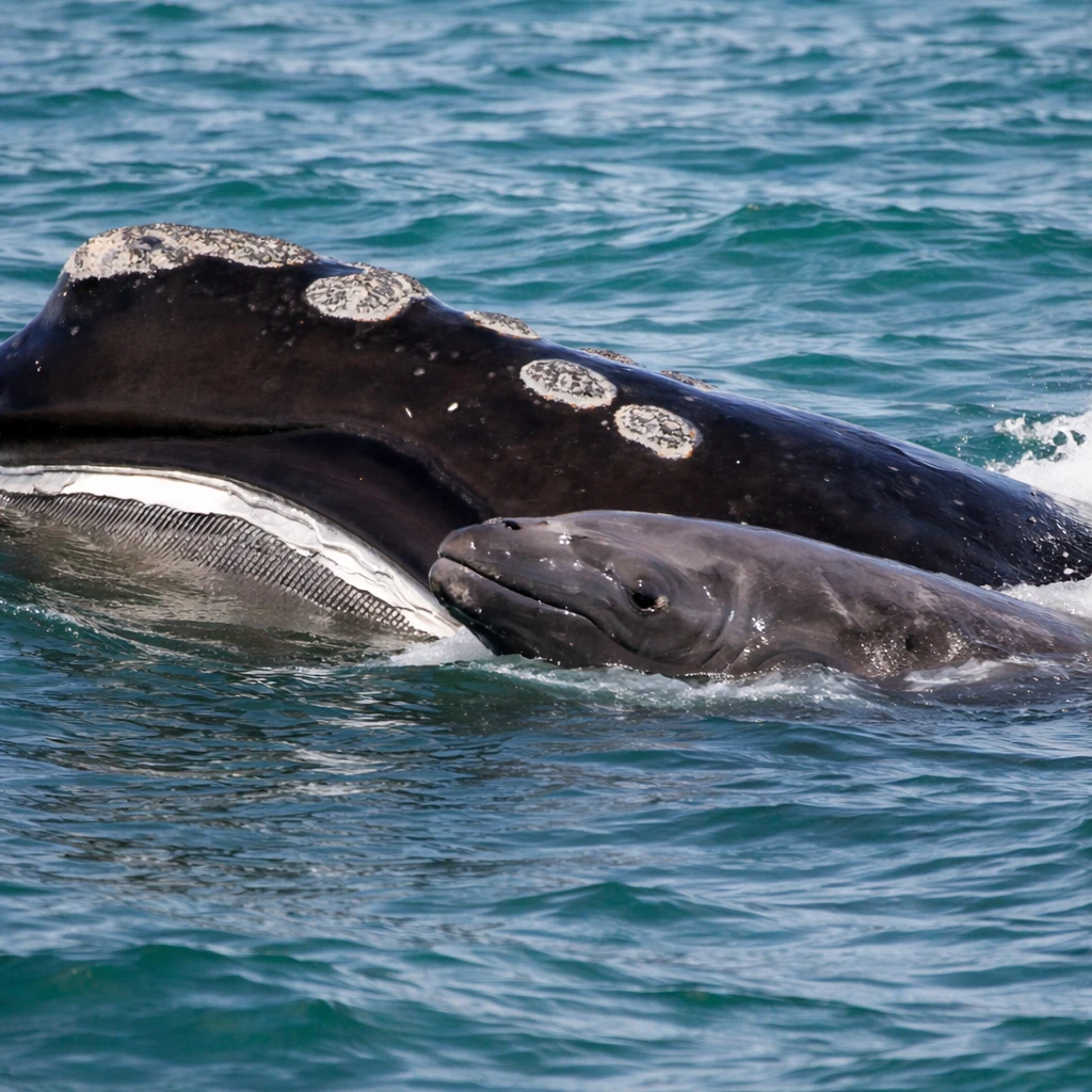 North Atlantic Right Whale Calving Shows Improvement Amid Ongoing Extinction Concerns